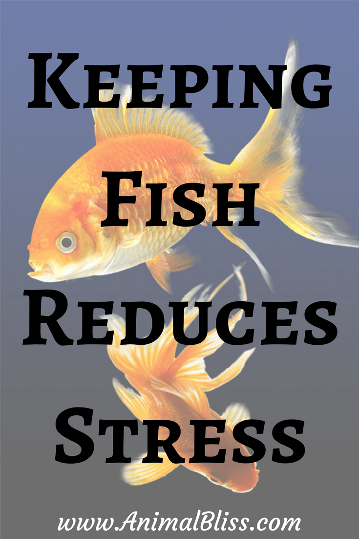 Keeping Fish Reduces Stress and Improves Mental Health