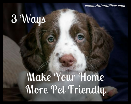 3 ways to make your home more pet friendly.