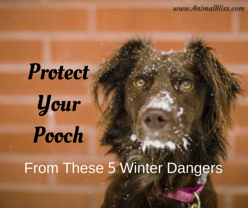 You have a responsibility to protect your pooch from these 5 winter dangers that cold weather and heavy snows bring to dogs of all breeds.