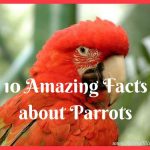 10 Amazing Facts about Parrots You Did Not Know