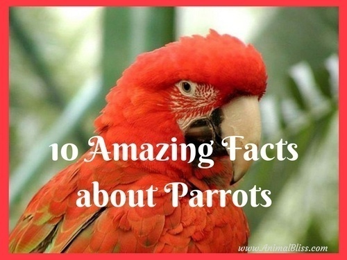 Check out these 10 amazing facts about parrots to give you a better understanding of these complex, social, remarkable and brilliant birds.