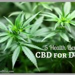 5 Health Benefits of CBD for Dogs (Infographic)