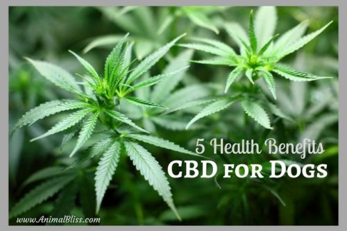 More folks are turning to cannabidiol for their pets. We outline five important health benefits of CBC for dogs in particular. Please share.
