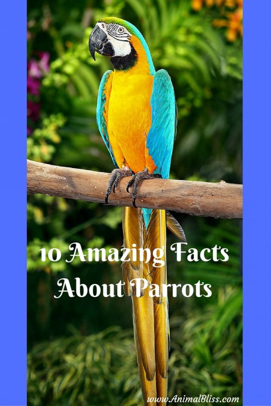 Check out these 10 amazing facts about parrots to give you a better understanding of these complex, social, remarkable and brilliant birds.