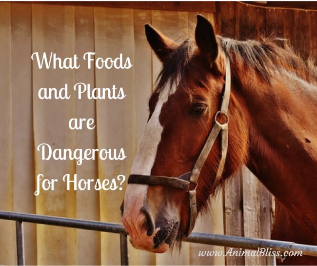 What Foods and Plants are Dangerous for Horses?