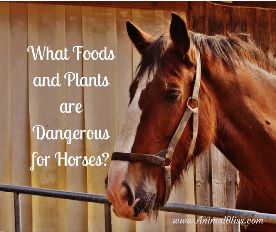 Do you know what foods and plants are dangerous for horses? It’s tempting to think horses can eat just about anything, but that’s not the case.