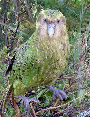 5 of the Most Endangered Birds in the World