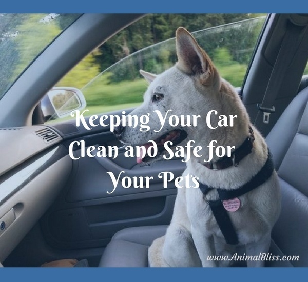 Taking your pets with you for car rides can be a lot of fun. It's important to you that your furry friends stay safe. But you want a clean car too, and not coated with dog hair. Here are a few suggestions for keeping your car clean and safe for your pets. These ideas will make your trips less stressful.