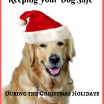 Keeping Your Dog Safe During the Christmas Holidays