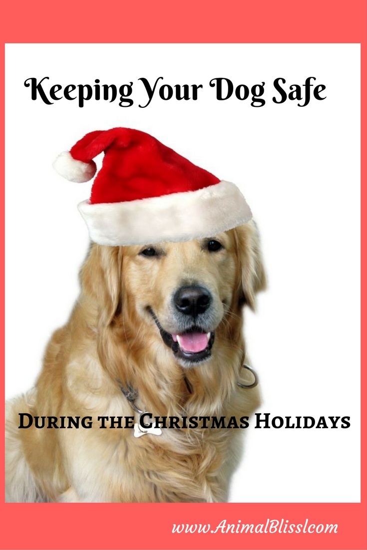 Keeping Your Dog Safe During the Christmas Holidays