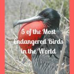 5 of the Most Endangered Birds in the World