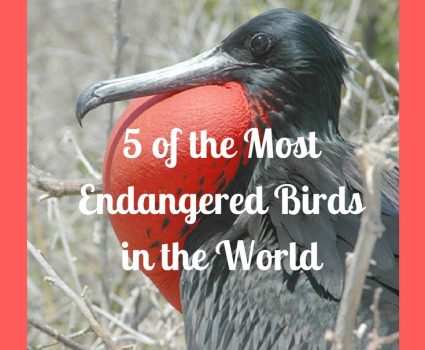 Animal Bliss Woo-hoo! (A very cool blog about animals ...