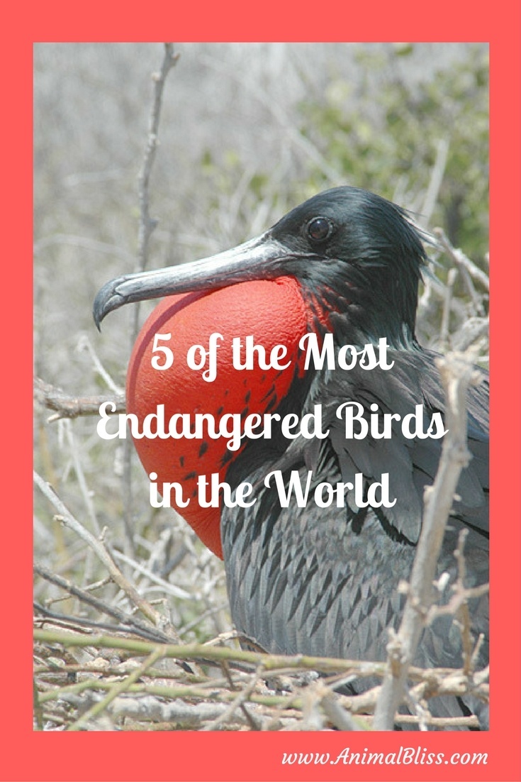 5 of the Most Endangered Birds in the World