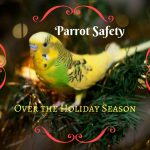 Parrot Safety Over the Holiday Season