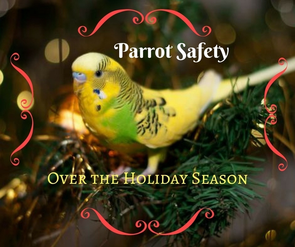 Parrot Safety Over the Holiday Season