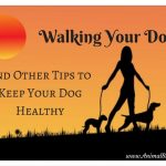 Walking Your Dog and Other Tips to Keep Your Dog Healthy