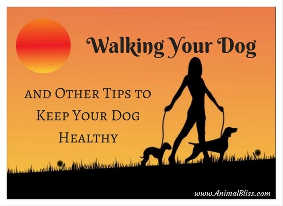 Walking Your Dog and Other Tips to Keep Your Dog Healthy