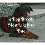 Dog Breed Most Likely To Kill Cat Dog Breed Most Likely To Kill Cat