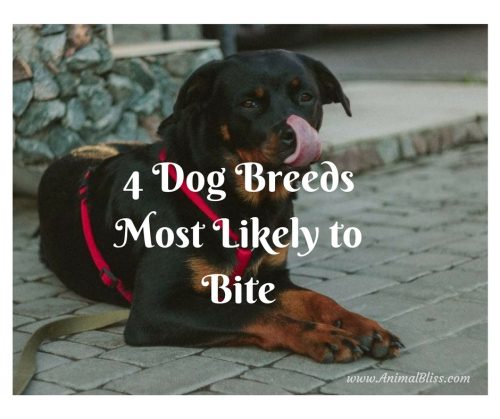 4 Dog Breeds Most Likely to Bite dog breeds most likely to bite