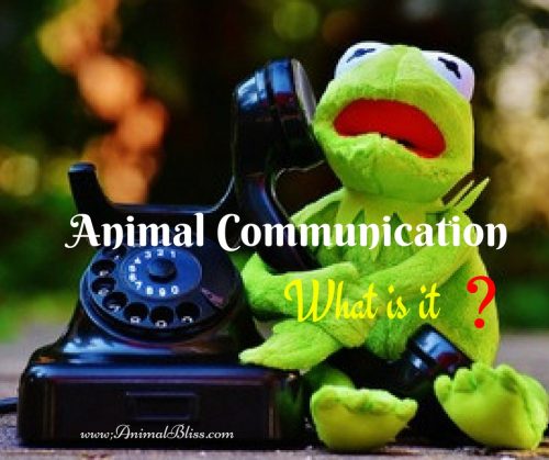 What is Animal Communication and How Can it Help our Pets?