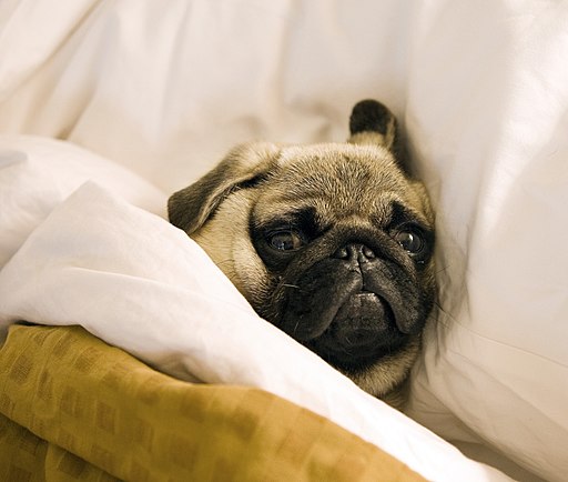 Canine Influenza, or Dog Flu, is a highly contagious disease that is on the rise in the United States. Infections can occur any time of year. Read this to learn more about signs and symptoms, prevention, treatment, advice, and prognoses.