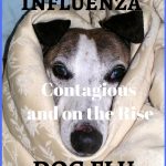Canine Influenza, Dog Flu is Contagious and on the Rise