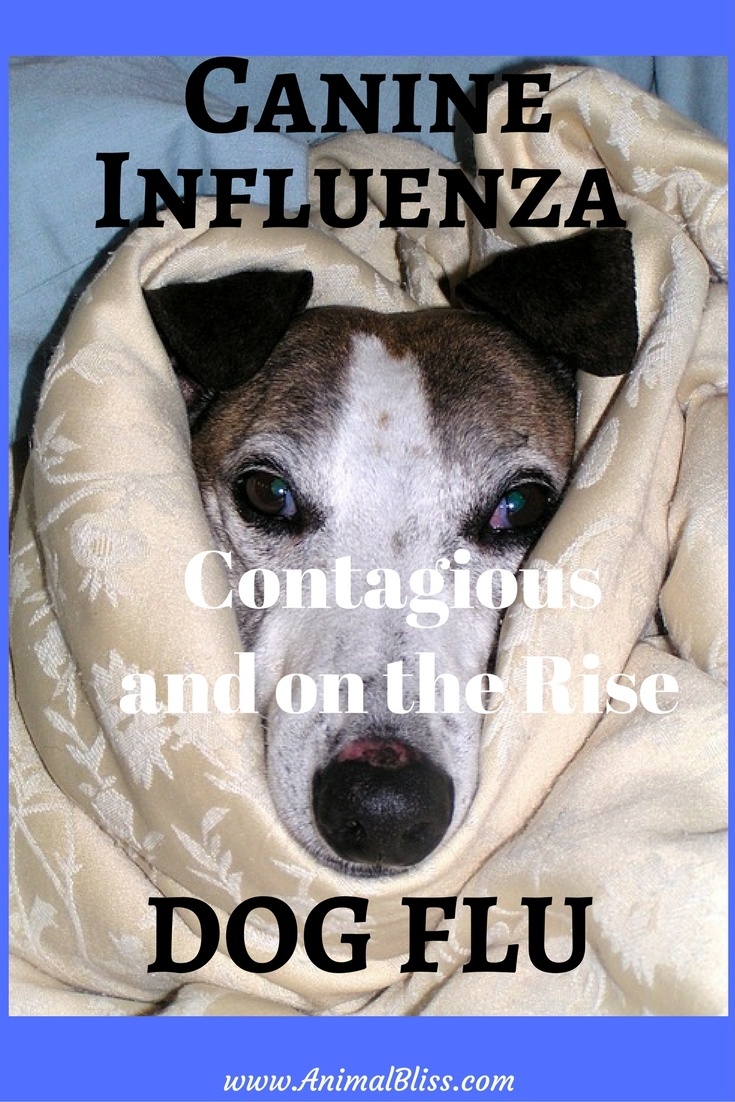 Canine Influenza, or Dog Flu, is a highly contagious disease that is on the rise in the United States. Infections can occur any time of year. Read this to learn more about signs and symptoms, prevention, treatment, advice, and prognoses.