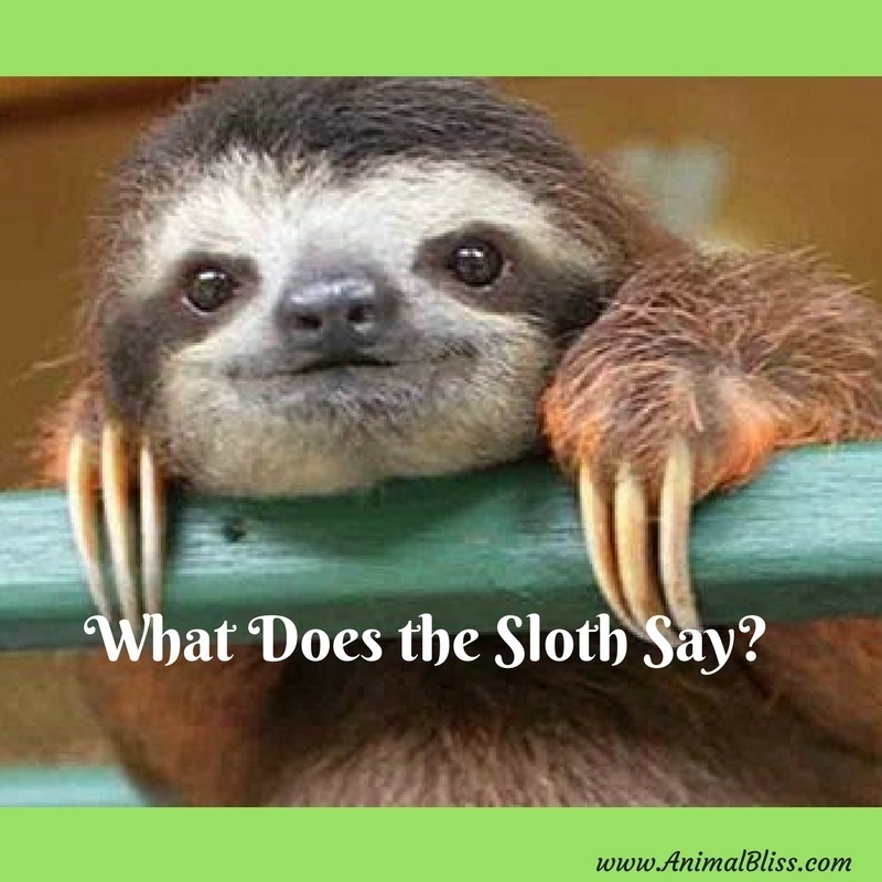 What Does the Sloth Say? Nothing But Cuteness Video