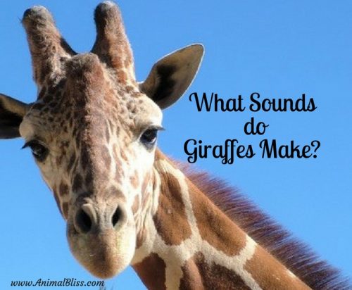 What sounds do giraffes make? Giraffes make quite a few sounds that are inaudible to humans. Did you know giraffes hum, but only at night?