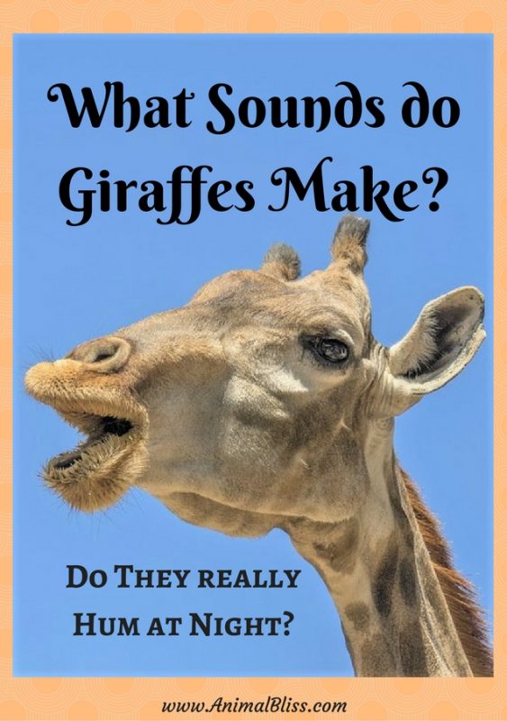 What sounds do giraffes make? Giraffes make quite a few sounds that are inaudible to humans. Did you know giraffes hum, but only at night?
