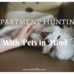 Apartment Hunting with Your Pets in Mind