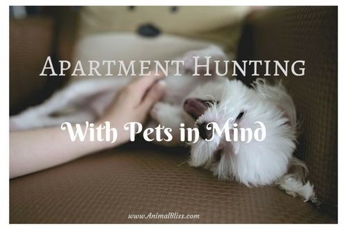 Apartment Hunting With Your Pets in Mind