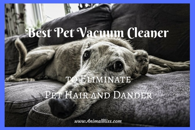 Best Pet Vacuum Cleaners to Eliminate Pet Hair and Dander