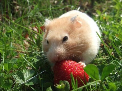 Hamster eating strawberry