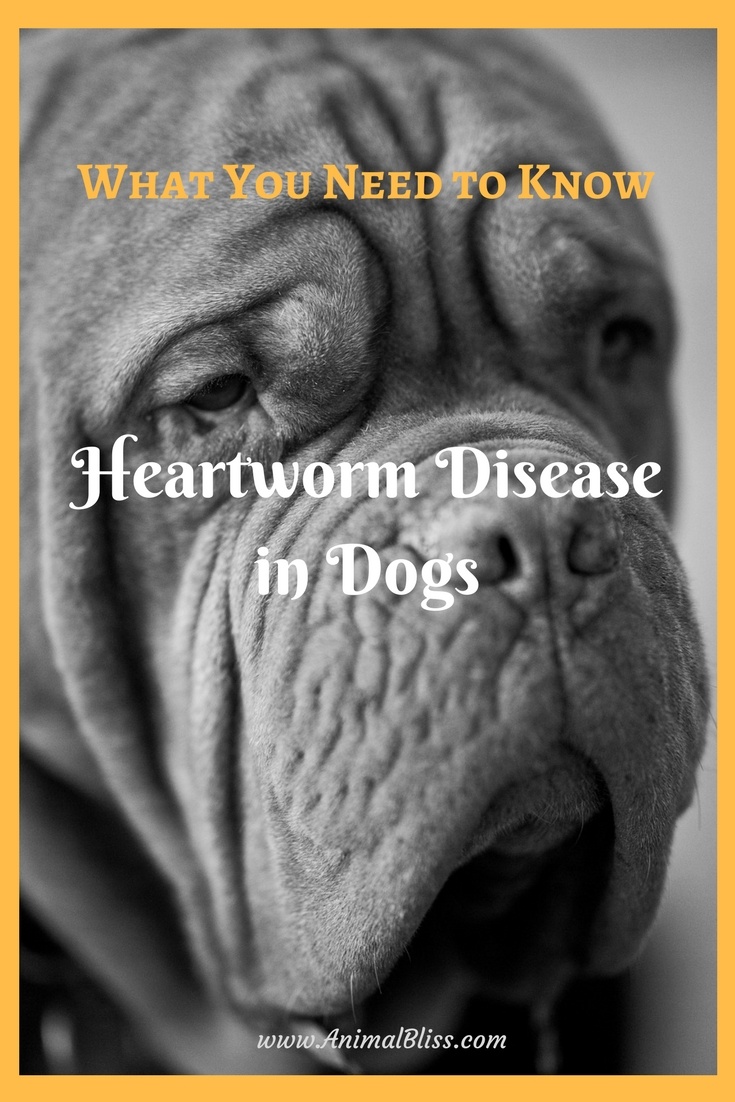 What You Need to Know About Heartworm Disease in Dogs