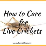 How to Care for Live Crickets, Keeping Your Crickets Alive