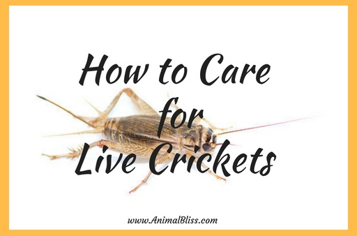 How to Care for Live Crickets