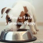 How to Feed a Growing Pup – The Path to Vitality