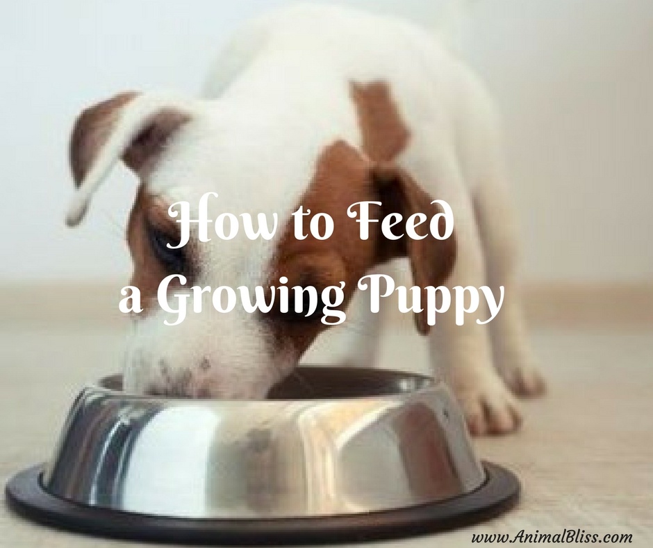 How to Feed a Growing Pup - The Path to Vitality