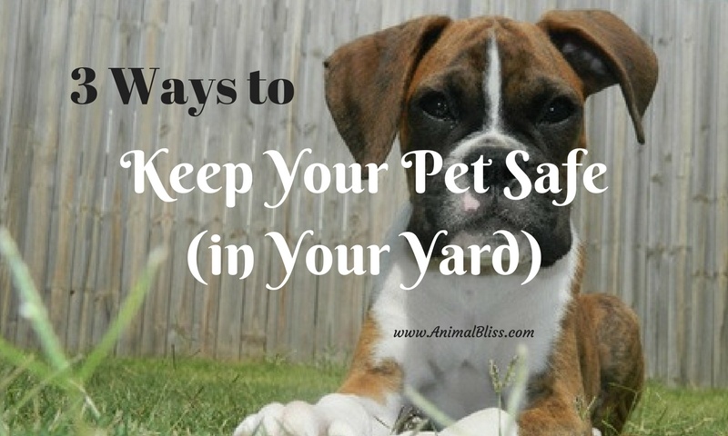 3 Ways to Keep Your Pet Safe in the Yard