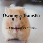 A Beginner’s Guide to Owning a Hamster
