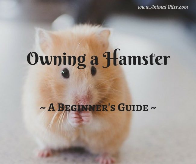 A Beginner's Guide to Owning a Hamster 