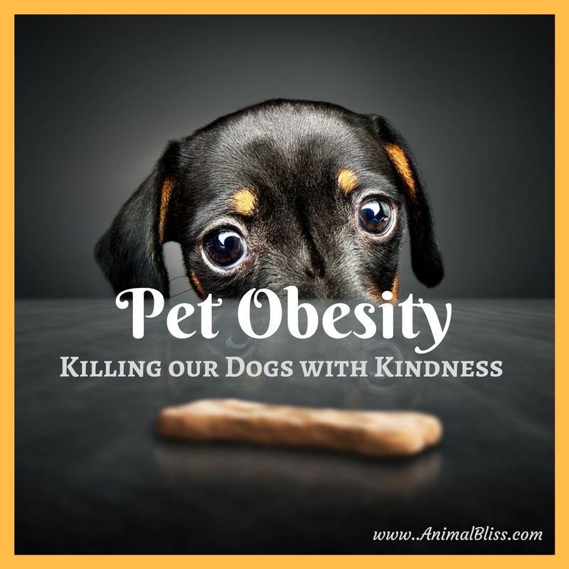 Pet Obesity - Killing our Dogs with Kindness