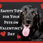 Safety Tips for Your Pets on Valentine’s Day