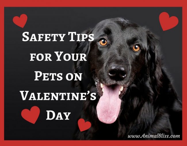 Safety Tips for Your Pets on Valentines Day infographic speaks of certain harmful, poisonous, even toxic substances to your pets