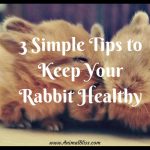 3 Simple Tips to Keep Your Rabbit Healthy