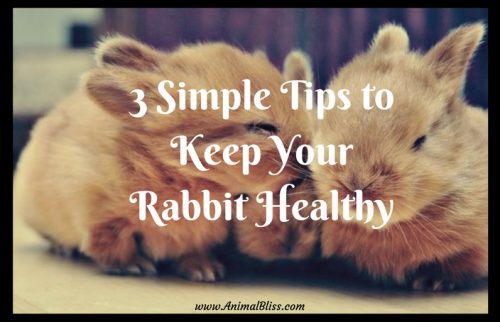 Learn These 3 Simple Tips to Keep Your Rabbit Healthy