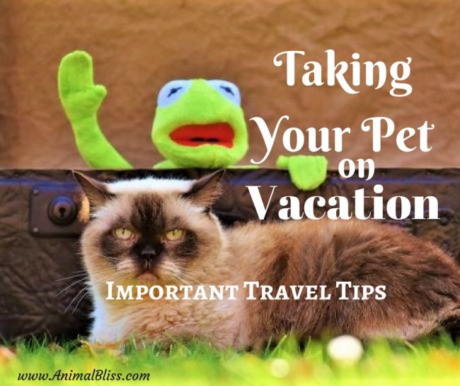 Taking Your Pet on Vacation Important Travel Tips