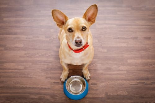 How to Feed a Growing Pup - The Path to Vitality