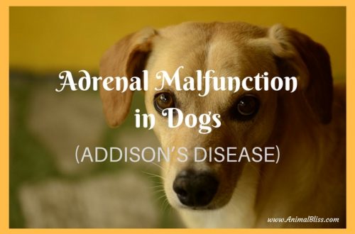 Adrenal Malfunction in Dogs - Addison's Disease